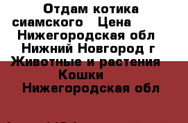 Отдам котика сиамского › Цена ­ 500 - Нижегородская обл., Нижний Новгород г. Животные и растения » Кошки   . Нижегородская обл.